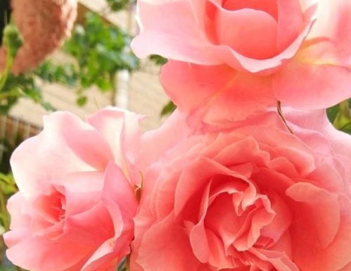 阳台党好后悔入月季珊瑚果冻