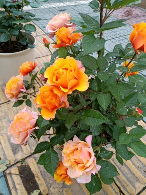 阳台微型月季排名