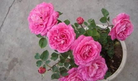 珊瑚果冻月季的优缺点