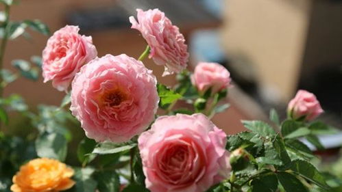 十大微型月季排名