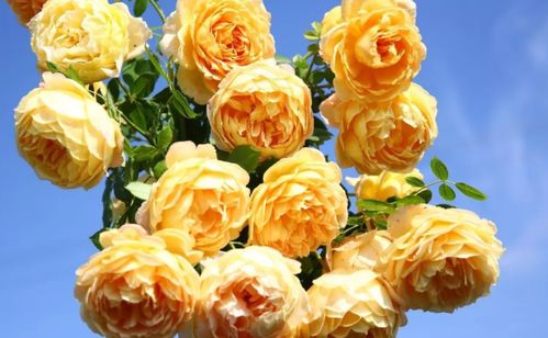 黄金庆典和王妃月季哪个好