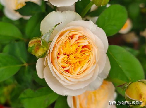 温柔珊瑚心勤花吗