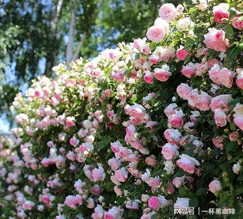 月季突然长出一根大枝