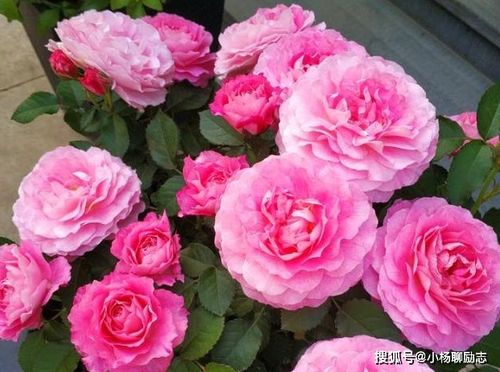2023,喜气临门,鸳鸯成双,相伴今生,缠缠绵绵,甜蜜幸福 生活