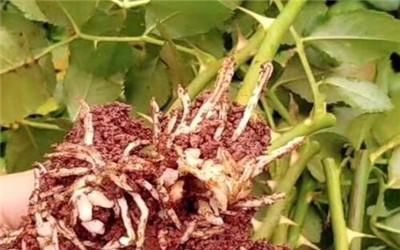 十大名贵月季花