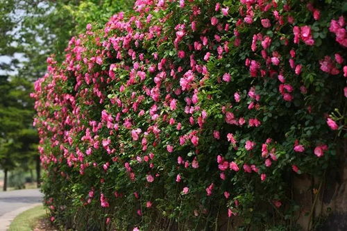 耐40度高温的藤本月季品种