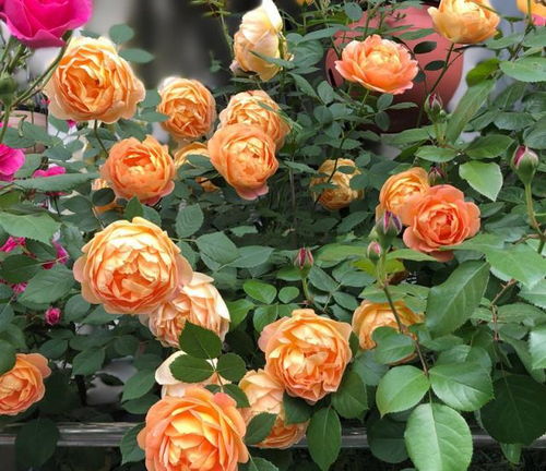 藤本花卉选这款,全年开花,花量丰富,阳台变花园,花香飘满屋 夏洛特