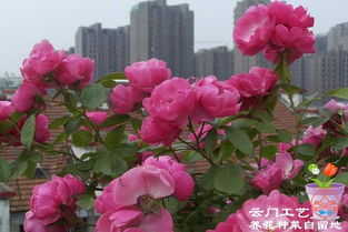 安吉拉月季修剪图解