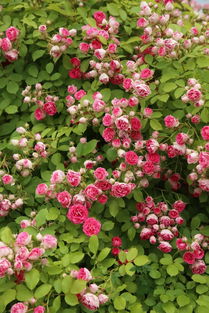 胭脂扣月季花耐阴吗