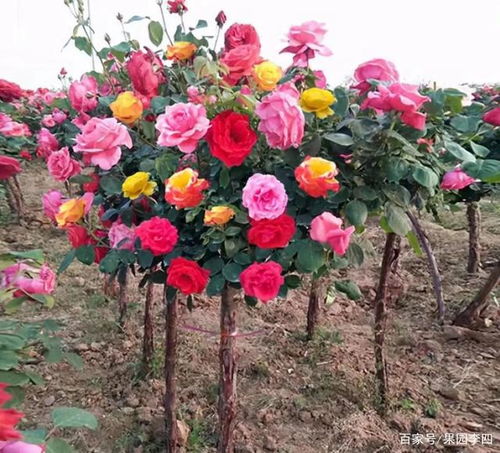 适合地栽直立性好的月季品种