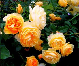 黄金庆典月季一年开几次花