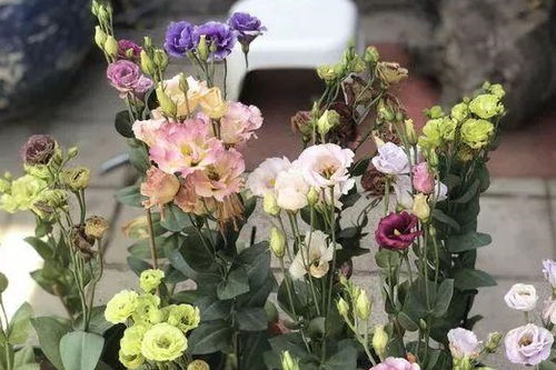 3种花爱开花,一朵能开20天,满头花苞,比月季还好看 花儿