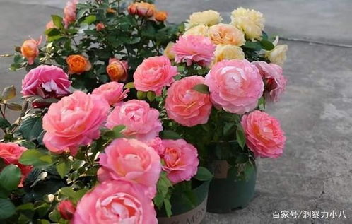 月季海神王怎么养