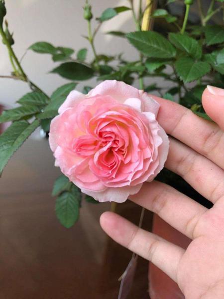 一种微型月季招人喜欢,名叫白桃妖精,开花多连开好几茬