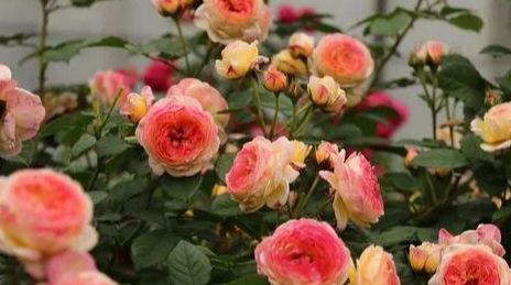 月季的根埋多深最好