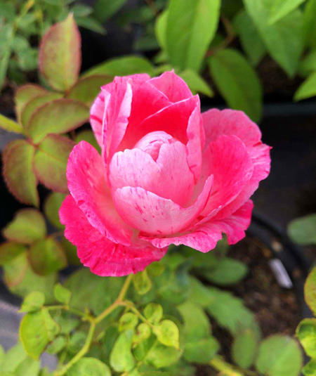 养了两年的月季不开花