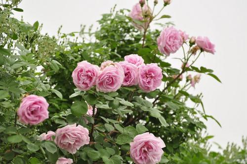 6种漂亮花,花期长好养护,花朵大颜值高,值得拥有 开花