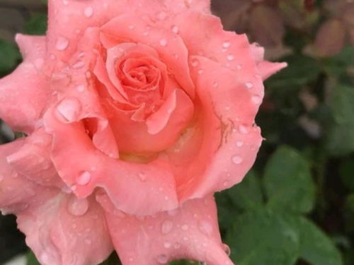 珊瑚果冻月季好养吗