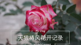 海外神王月季的优缺点