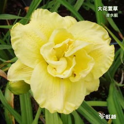 这种花色彩美丽不输月季,它就是大花萱草