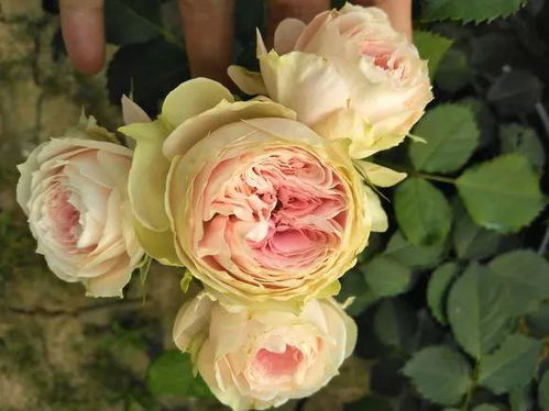 门廊绒球月季图片