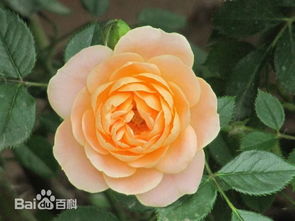 灌木月季适合盆栽吗