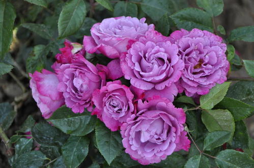 哪些月季抗病性好