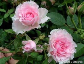 养活月季花与养好月季花,关键在于养