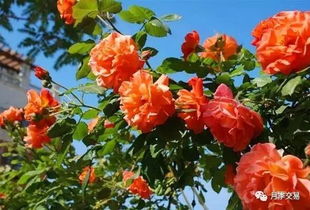 枝条最长的藤本月季