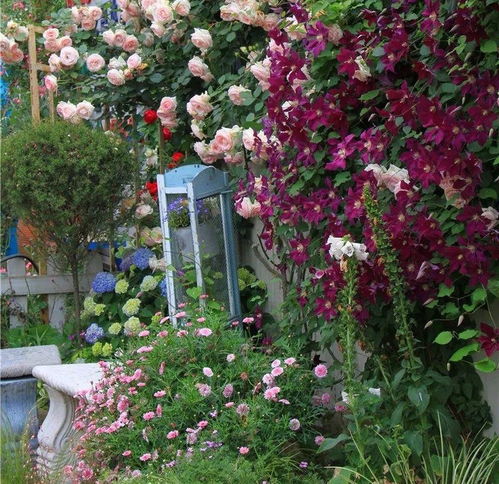 耐寒又耐晒的室外花卉