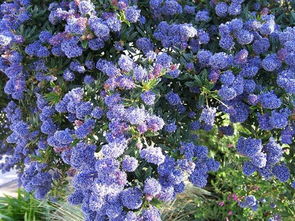 粉达是灌木还是藤本