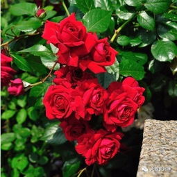 粉色达芬奇可以当灌木养吗