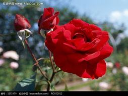 娇艳的红色月季花图片 1151979 花草树木