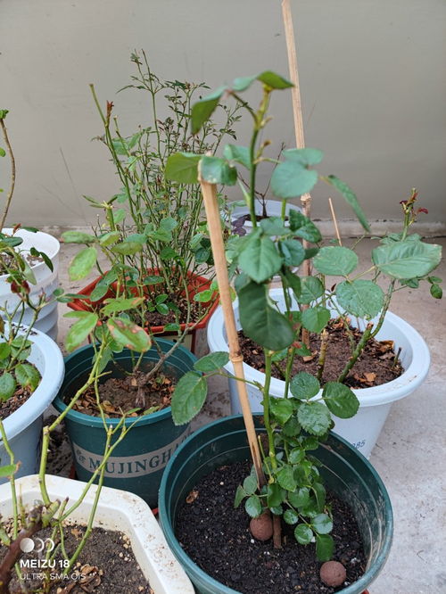 月季长了很多新芽,但不出花苞