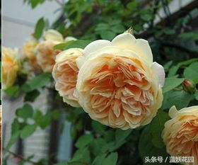 广东表现最好的灌木月季品种