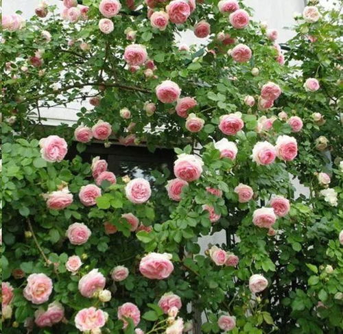 藤本月季种植注意这3点,蹭蹭爬满墙