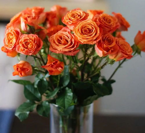 橙芭比月季的优缺点