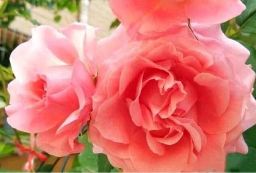 珊瑚果冻月季花图片