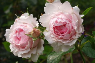 罗伊是大藤本还是小藤