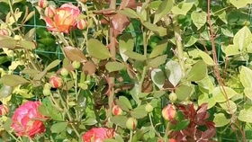 乙女心月季为什么淘汰