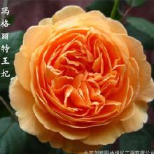 玛格丽特王妃价格 玛格丽特王妃批发 玛格丽特王妃厂家 Hc360慧聪网