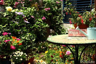 阳台养什么花最好养活