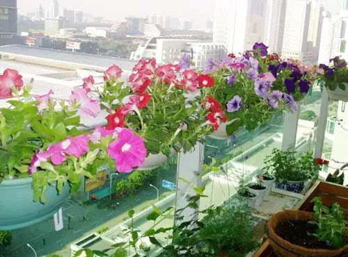 阳台适合养什么花