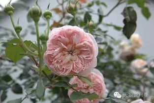 天狼月季活动 天狼自育月季品种专场特惠