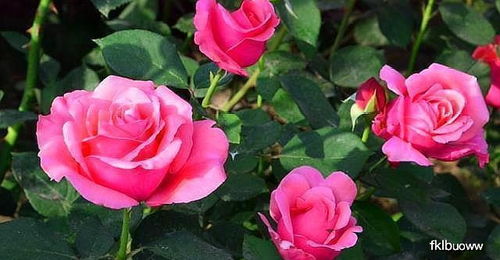 安吉拉月季扦插方法