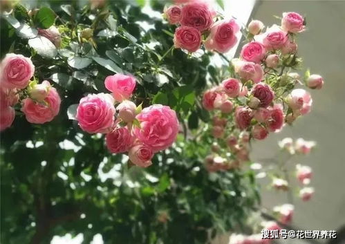 月季胭脂扣在广东表现