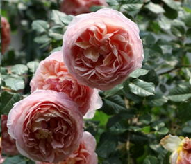 国产月季品种经典