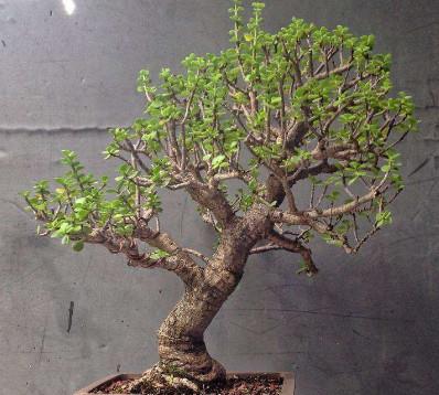 镇宅最吉利的三种花