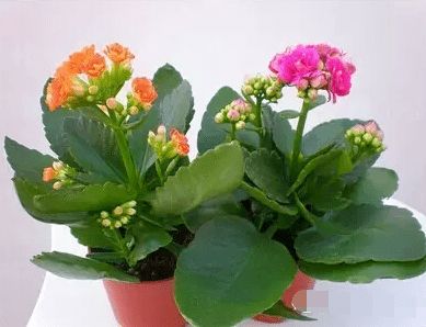 三种最旺家的花