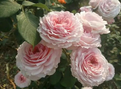 高威月季的优缺点